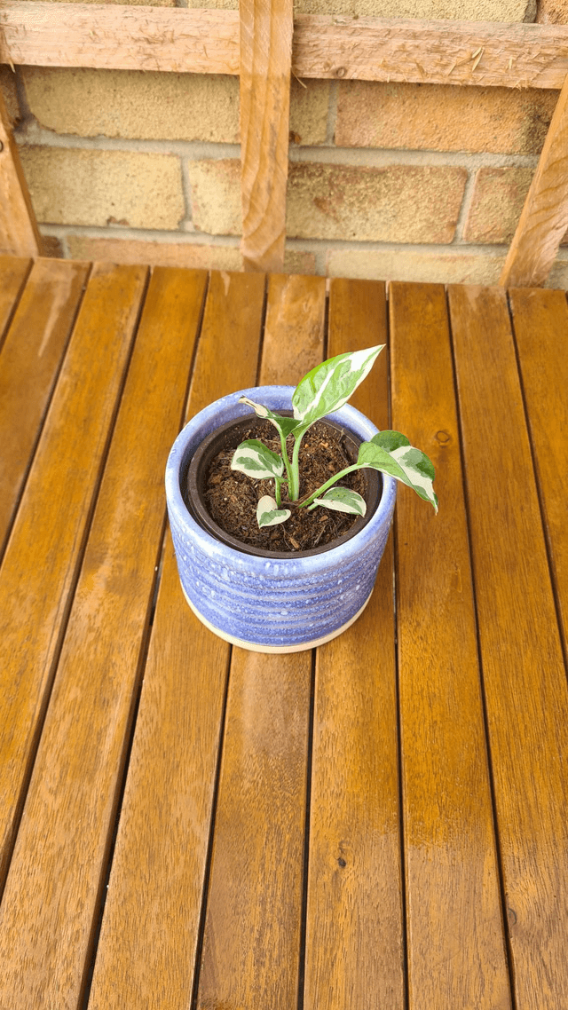 Rumble Planter - Cornflower Blue