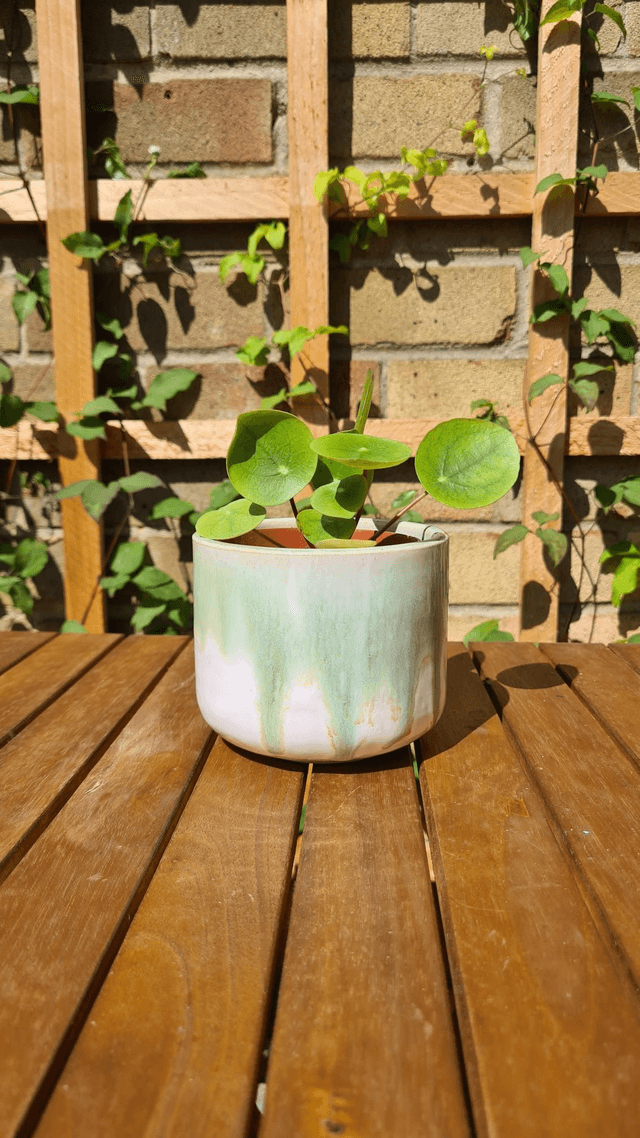 Rounded Planter - Burning Sage